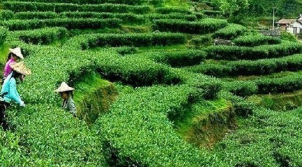 安溪铁观音如何施肥?