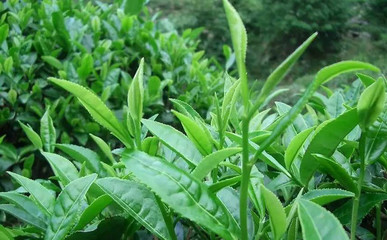 安溪攻略:独享幽静的山水森林