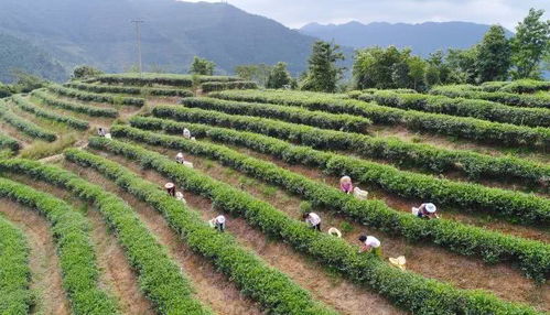 一起来看看 茶地理标志 又添了哪些新成员