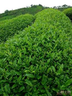 【安溪铁观音茉莉花香型铁观音纯天然有机茶陈茶老茶各地绿茶】沭阳县沭城古道茶韵茶叶店 - 产品库