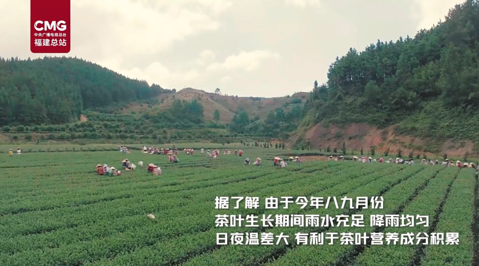 秋日问茶丨安溪 : 山间秋意浓秋茶开采正当时