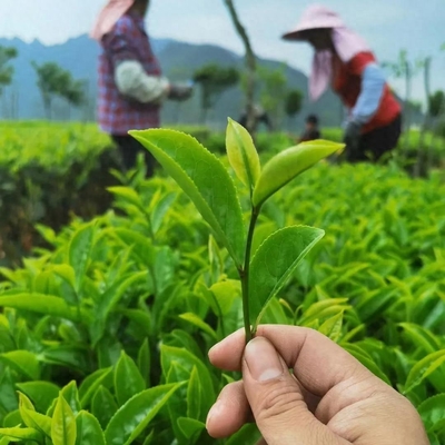 铁观音的价格之谜:100元一斤与1000元一斤的区别