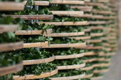 安溪铁观音 传统茶香中的复兴之路