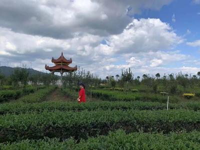 第三届安溪铁观音大师赛“铁粉团”之旅 收获满满，欢乐多多